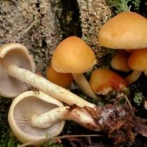 Ложноопёнок серопластинчатый (Hypholoma capnoides)