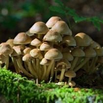 Ложноопёнок серно-жёлтый (Hypholoma fasciculare)