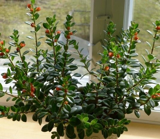 Нематантус щетинковый (Nematanthus strigillosus), или Гипоцирта голая (Hypocyrta glabra)