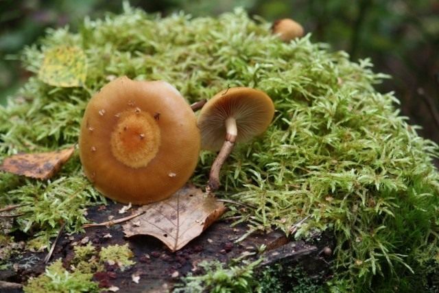 Опёнок летний (Kuehneromyces mutabilis)