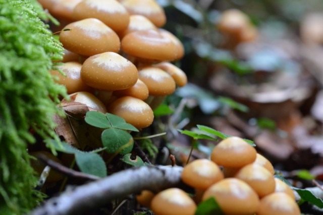 Опёнок летний (Kuehneromyces mutabilis)