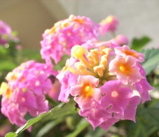 Лантана — веселые соцветия - Красивоцветущие Лантана