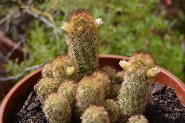 Маммиллярия удлиненная (Mammillaria elongata)