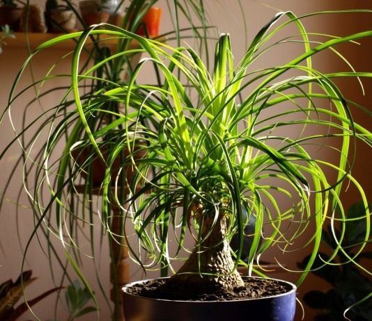 Нолина (Nolina) или Бокарнея (Beaucarnea)