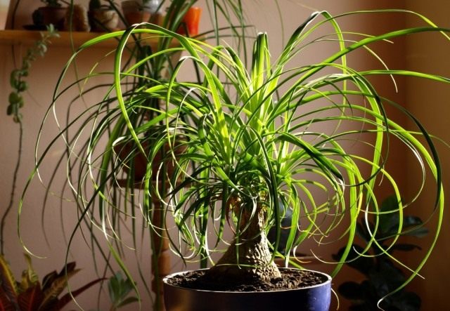 Нолина (Nolina) или Бокарнея (Beaucarnea)
