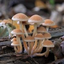 Ложноопёнок кирпично-красный (Hypholoma lateritium)