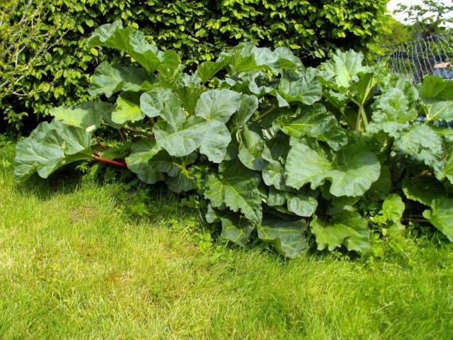 Ревень волнистый (Rheum rhabarbarum) Ревень волнистый (Rheum rhabarbarum)