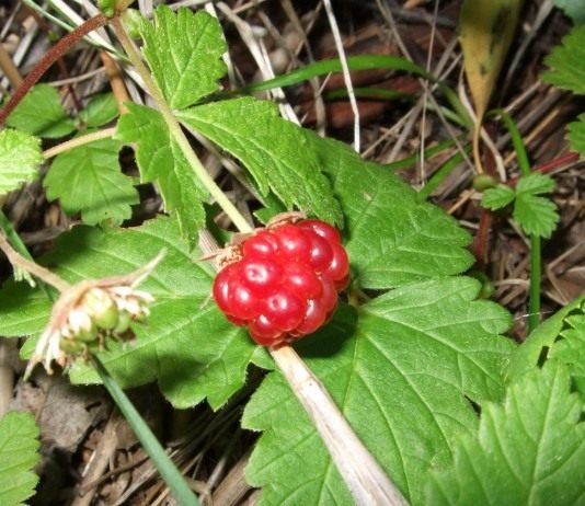 Ягода княженики