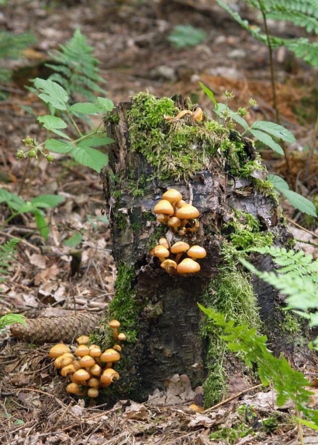 Опёнок летний (Kuehneromyces mutabilis)