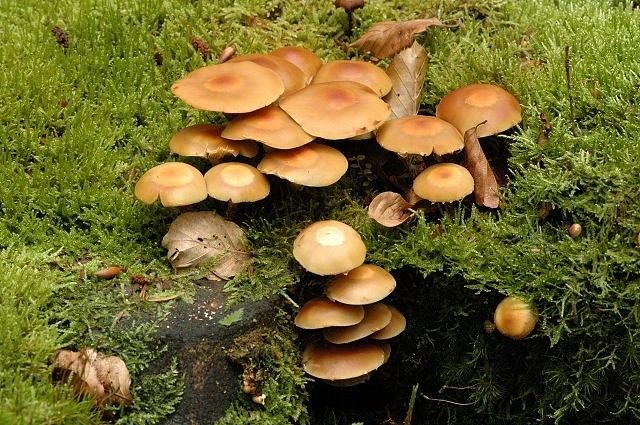 Опёнок летний (Kuehneromyces mutabilis)