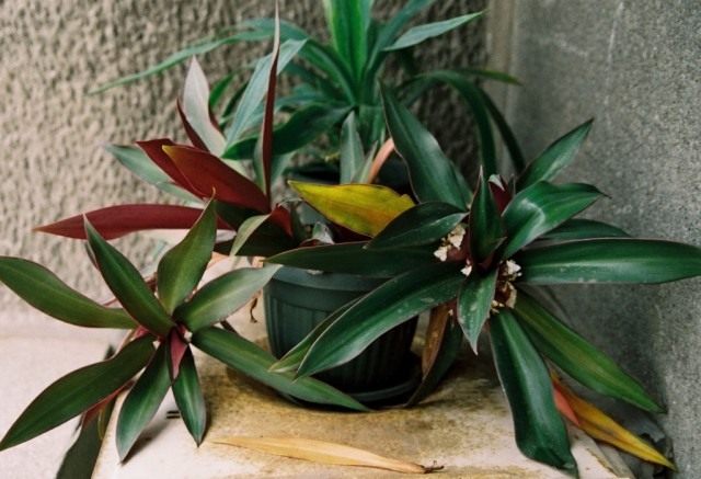 Традескaнция покрывaльчатая (Tradescantia spathacea), ранее Рэо покрывальчатая (Rhoeo spathacea), Рэо разноцветная (Rhoeo discolor) 