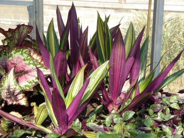 Традескaнция покрывaльчатая (Tradescantia spathacea), ранее Рэо покрывальчатая (Rhoeo spathacea), Рэо разноцветная (Rhoeo discolor) 