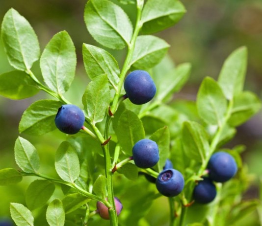Черника, или Черника обыкновенная, или Черника миртолистная (Vaccinium myrtillus)