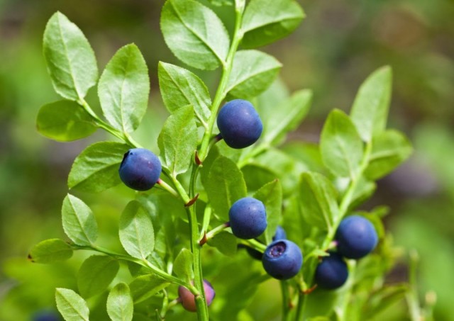 Черника, или Черника обыкновенная, или Черника миртолистная (Vaccinium myrtillus)