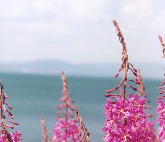 Иван-чай – розовый туман - Цветы многолетние Кипрей