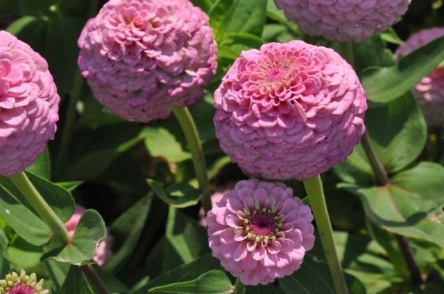 Цинния, сорт 'Oklahoma Pink' Цинния сорт 'Oklahoma Pink'