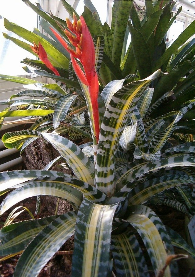 Эхмея Чантина (Aechmea chantinii)