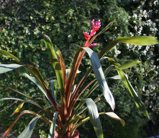 Эхмея Вайльбаха (Aechmea weilbachii)