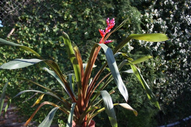 Эхмея Вайльбаха (Aechmea weilbachii)