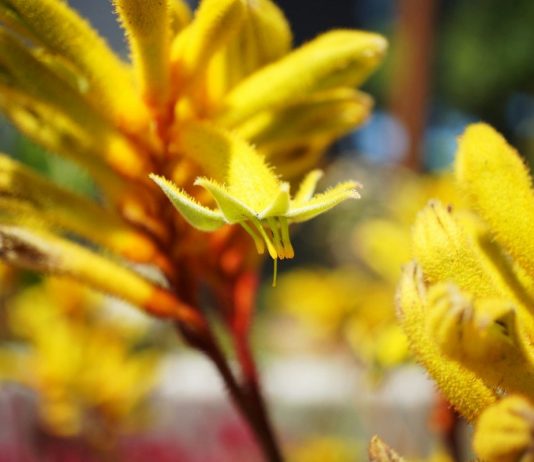 Анигозантос, или Кенгуровая лапка (Anigozanthos) 