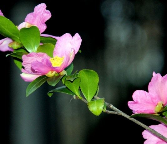 Камелия горная