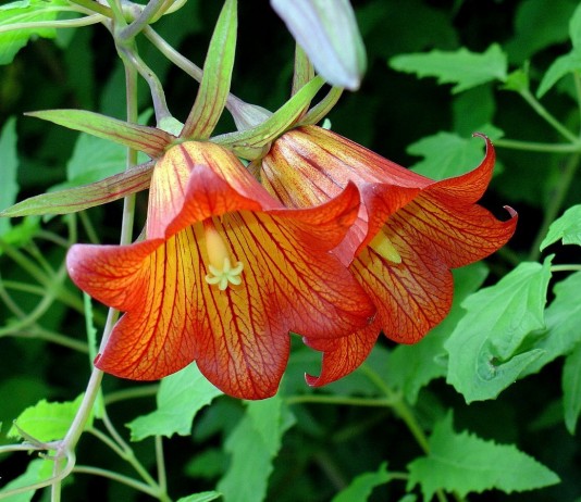 Канарина, или «канарский колокольчик» - Красивоцветущие Канарина, или «канарский колокольчик»