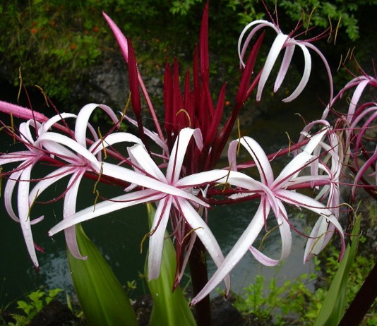 Водный кринум