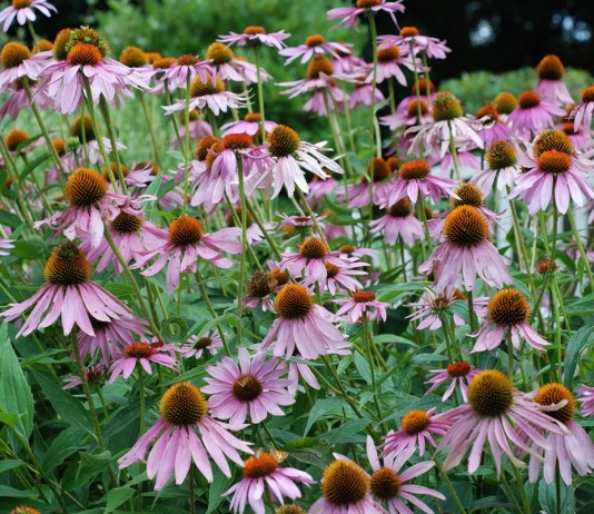 Лекарственная эхинацея - Цветы многолетние Эхинацея пурпурная (Echinacea purpurea)