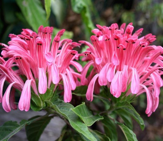 Якобиния, или юстиция - Красивоцветущие Якобиния, или юстиция (Jacobinia)