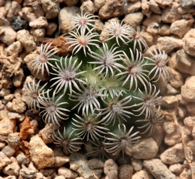 Маммиллярия Эрреры (Mammillaria herrerae)