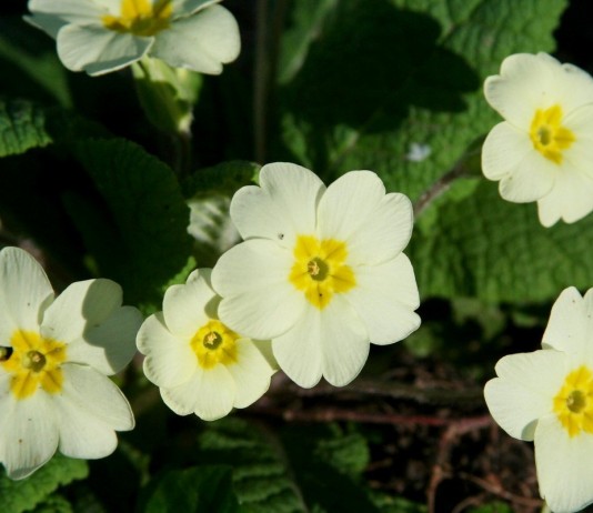 Примула — золотой ключик - Цветы многолетние Примула обыкновенная (Primula vulgaris)