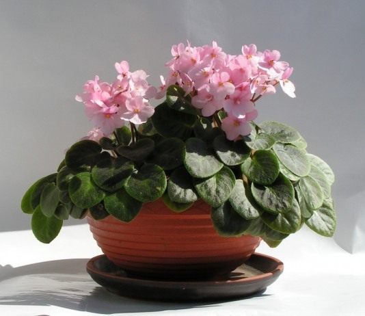 Такие чудные фиалки - Комнатные растения Сенполия (Saintpaulia)