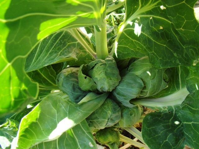 Брюссельская капуста (Brassica oleracea var. gemmifera)