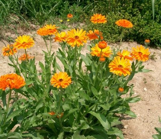 Календула лекарственная, или ноготки (Calendula officinalis)