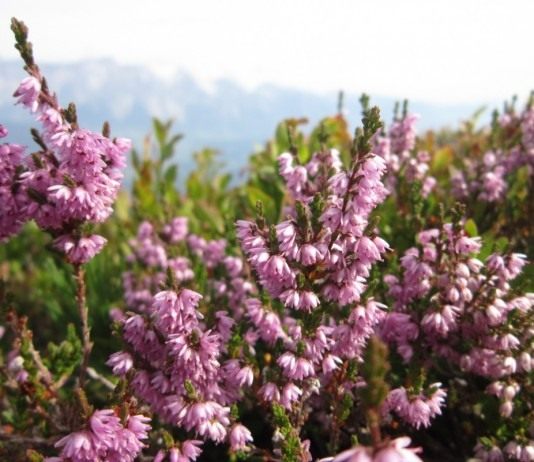 Вереск обыкновенный (Calluna vulgaris)