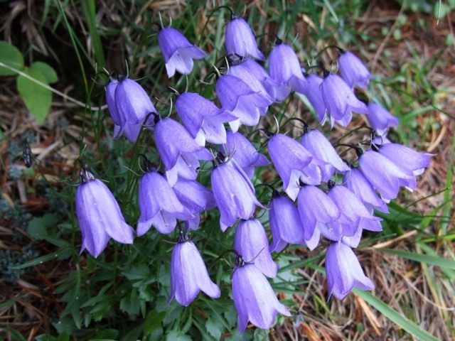 Колокольчик (Campanula) Колокольчик (Campanula)