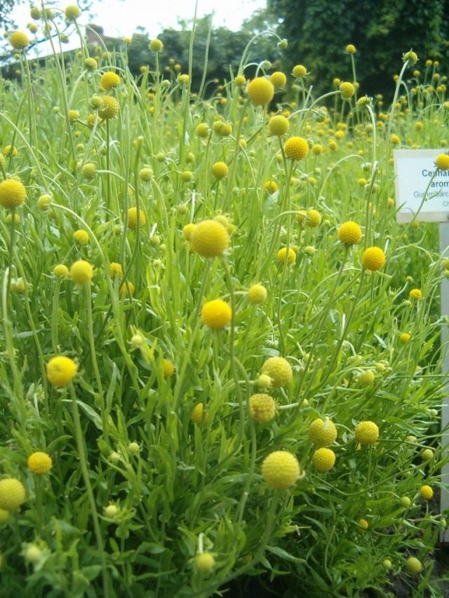 Гелениум ароматный, или Цефалофора ароматная (Helenium aromaticum) Гелениум ароматный, или Цефалофора ароматная (Helenium aromaticum)