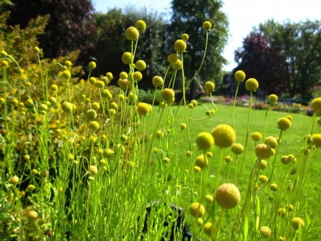 Гелениум ароматный, или Цефалофора ароматная (Helenium aromaticum) Гелениум ароматный, или Цефалофора ароматная (Helenium aromaticum)