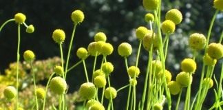 Гелениум ароматный, или Цефалофора ароматная (Helenium aromaticum)