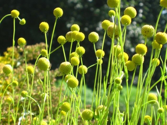 Гелениум ароматный, или Цефалофора ароматная (Helenium aromaticum) Гелениум ароматный, или Цефалофора ароматная (Helenium aromaticum)