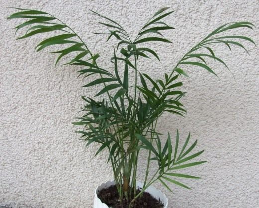 Хамедорея (Chamaedorea)