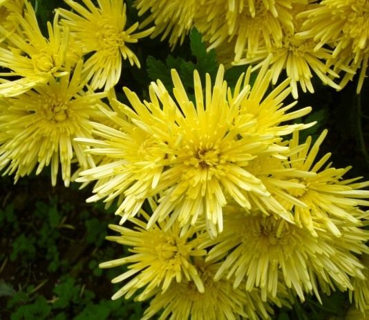 Осенняя песня хризантем - Цветник и ландшафт Хризантема