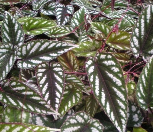 Тропическая «береза» - Комнатные растения Циссус разноцветный