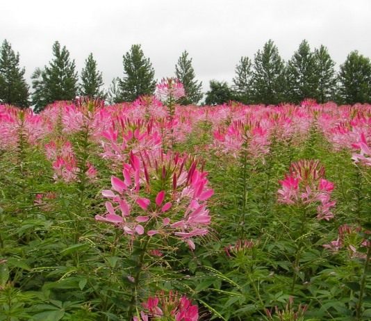 Клеома — цветок-паук