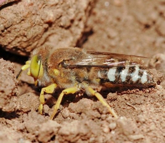 Оса песчанная (Crabronidae)