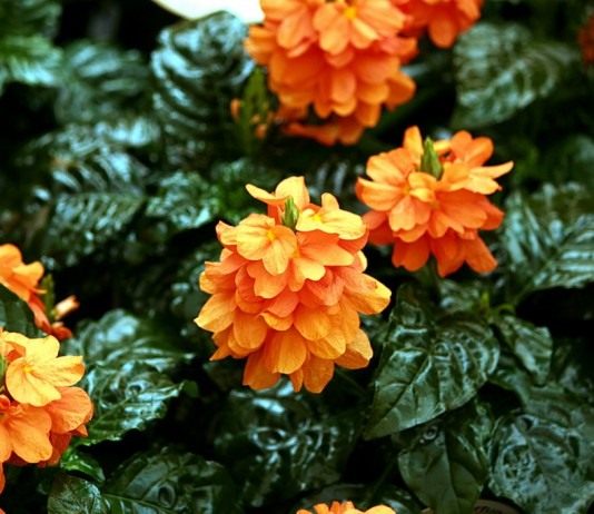 Кроссандра (Crossandra)