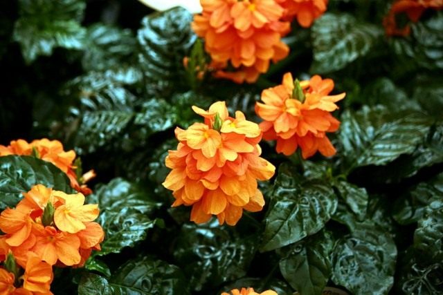 Кроссандра (Crossandra)