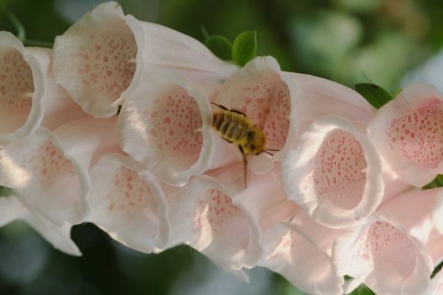 Наперстянка (Digitalis)
