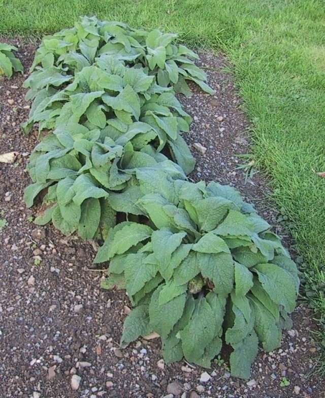 Наперстянка (Digitalis)
