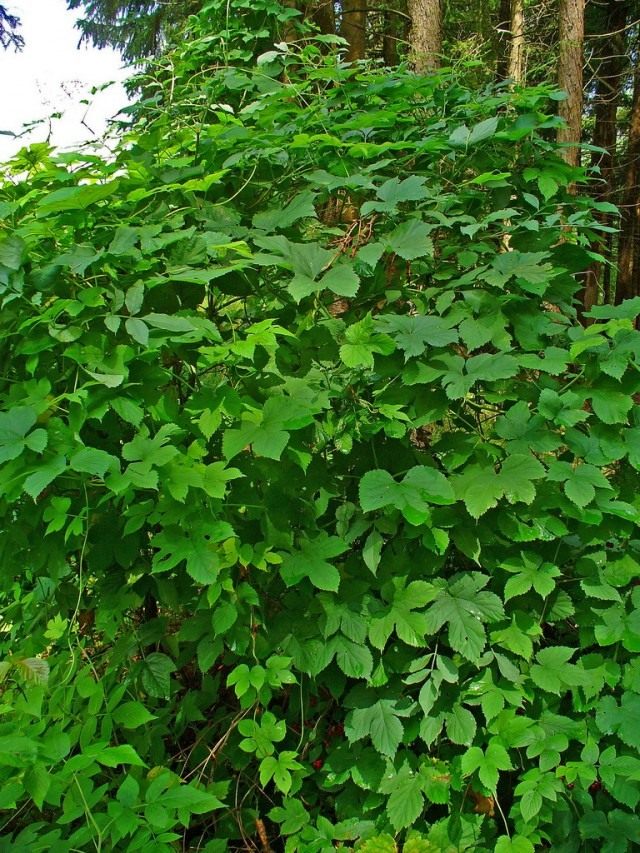 Хмель (Humulus)